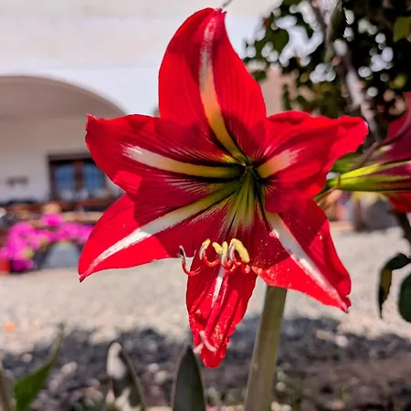 En Ohanes, 1 - El Cortijo Escondido, La Rosa Frühstückspension Ohanes